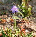 Bell Flower